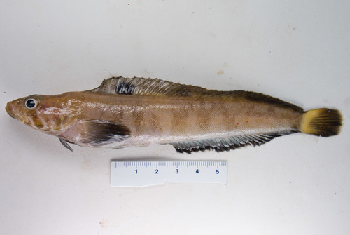 Eumesogrammus praecisus, fourline snakeblenny