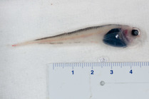 Paraliparis calidus - lowfin snailfish
