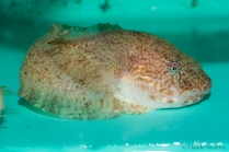 Liparis - large snailfish in a tank