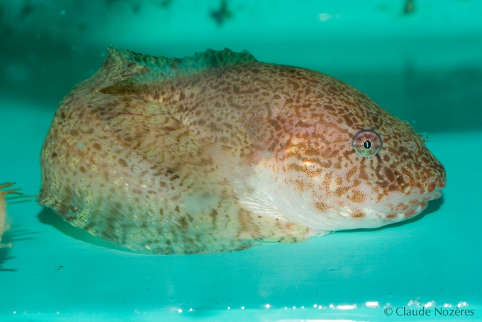 Liparis - large snailfish in a tank