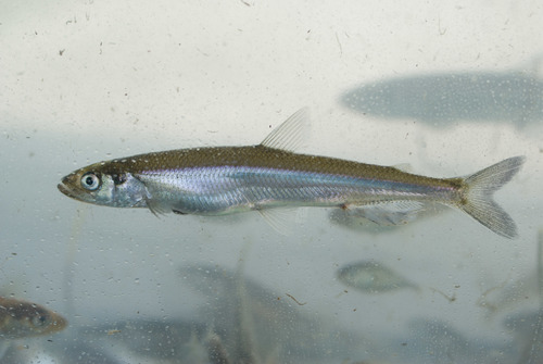 Osmerus mordax, Rainbow smelt (éperlan)