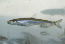 Osmerus mordax, Rainbow smelt (erlan)