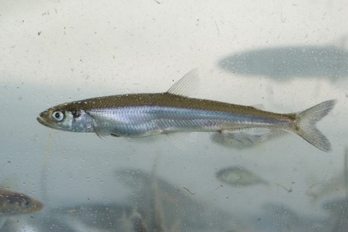Osmerus mordax, Rainbow smelt (éperlan) Osmerus mordax, Rainbow smelt (éperlan)