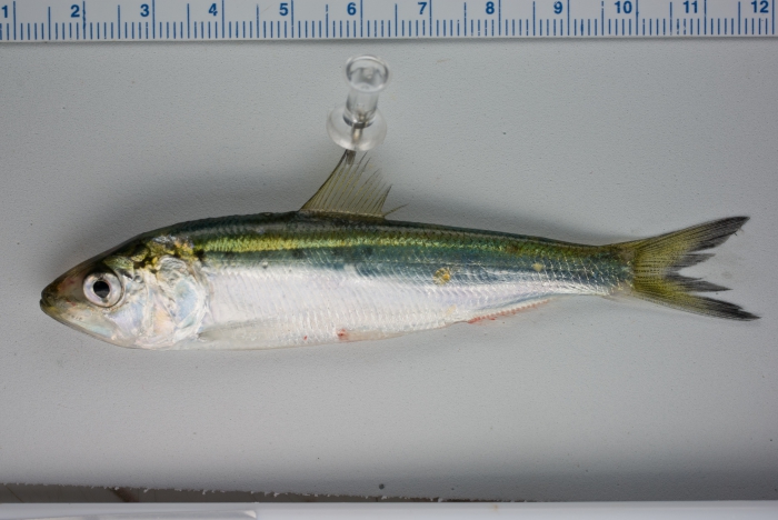 Alosa sapidissima Alosa sapidissima