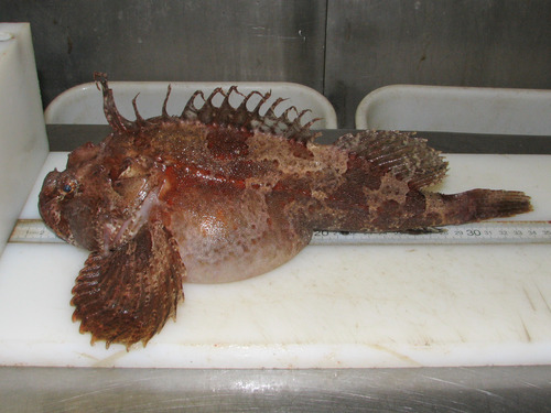 Hemitripterus americanus, sea raven