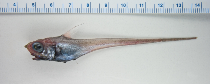 Nezumia bairdii, Marlin-spike (grenadier)