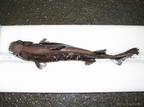 Black dogfish