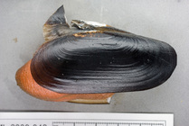 Cyrtodaria siliqua - propeller clam (large)