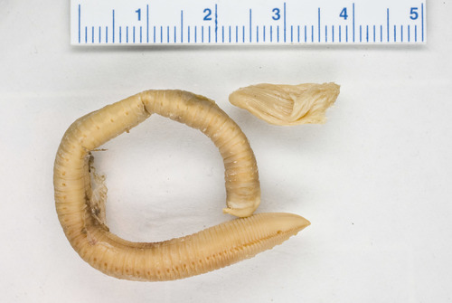 Chone infundibuliformis