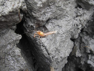 Calocaris templemani - on block of sediment