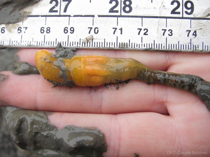 Stereobalanus canadensis in hand Stereobalanus canadensis in hand