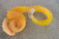 Polychaeta (bristle worms)