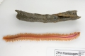 Polychaeta (bristle worms)