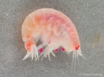 Amphipoda