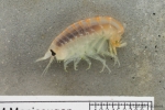 Amphipoda