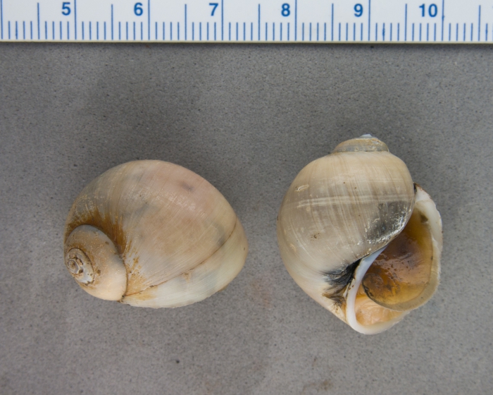 Euspira pallida - pair Euspira pallida - pair