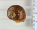 Mollusca (molluscs)