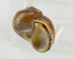 Cryptonatica affinis (operculum)
