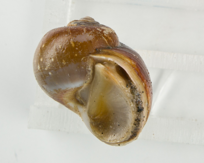 Cryptonatica affinis (operculum) Cryptonatica affinis (operculum)