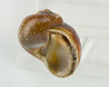 Mollusca (molluscs)