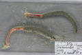 Polychaeta (bristle worms)