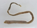 Polychaeta (bristle worms)