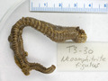 Polychaeta (bristle worms)