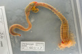 Polychaeta (bristle worms)