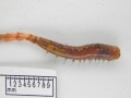 Polychaeta (bristle worms)