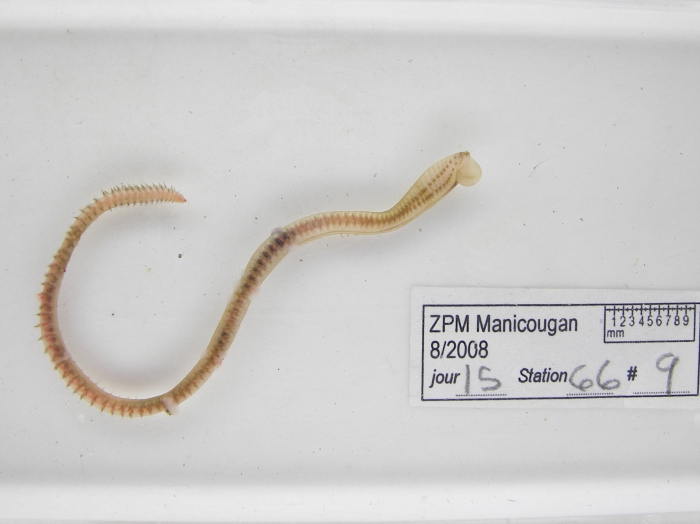 Nephtys ciliata Nephtys ciliata