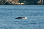 Minke whale feeding