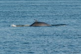Minke whale - view of back, author: Nozères, Claude Minke whale - view of back, author: Nozères, Claude