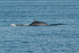 Minke whale - view of back, author: Nozères, Claude