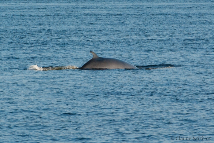 Minke whale - view of back