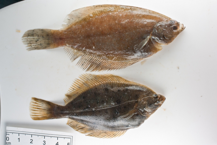 Pair of flounders (plie rouge, plie lisse)