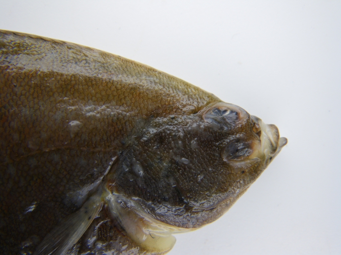 Pseudopleuronectes americanus, winter flounder -head view