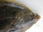Smooth flounder - head view