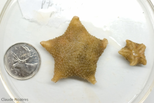 Pteraster pulvillus