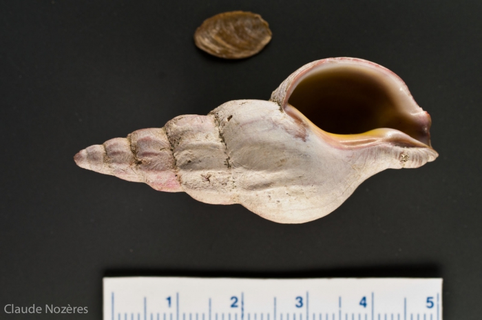 Colus kroeyeri with operculum