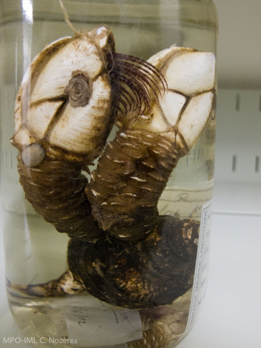 Arcoscalpellum michelottianum Arcoscalpellum michelottianum