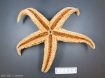 Sea stars