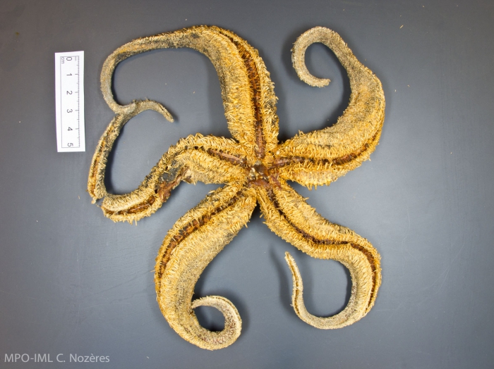 Icasterias panopla-oral view Icasterias panopla-oral view