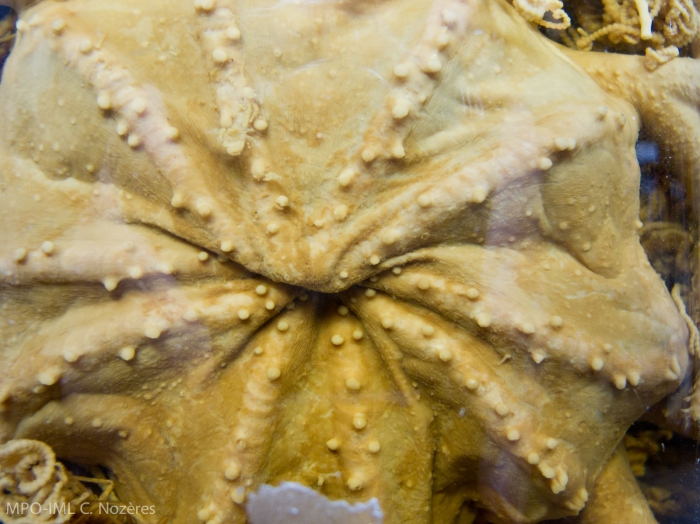 Gorgonocephalus arcticus-detail Gorgonocephalus arcticus-detail