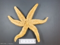 Asteroidea (starfish)