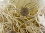 Brittle stars