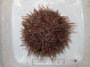 Strongylocentrotus droebachiensis - red variant