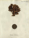 Original Plate of Esper's (1794) Spongia lactuca