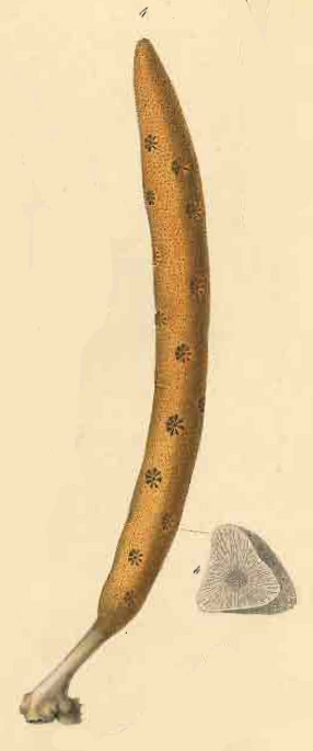 Axinella polypoides Original Plate of Schmidt's (1862) 