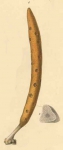 Original Plate of Schmidt's (1862) Axinella polypoides