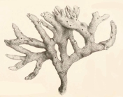 Original Plate of Bowerbank's (1874) Isodictya dissimilis
